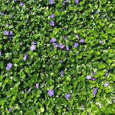 Attēlu rezultāti vaicājumam “Vinca minor”