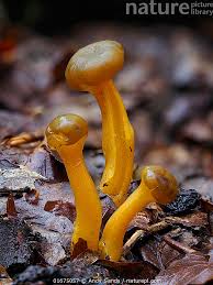 Attēlu rezultāti vaicājumam “Leotia lubrica”