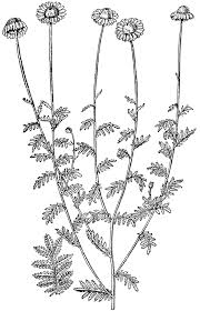 Attēlu rezultāti vaicājumam “Anthemis tinctoria flower”