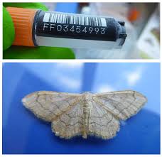 Attēlu rezultāti vaicājumam “Idaea aversata”