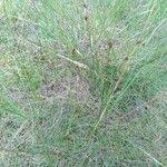 Attēlu rezultāti vaicājumam “Carex praecox”