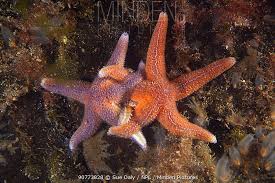 Image result for Asterias rubens
