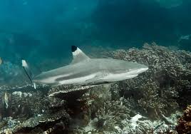 Image result for Carcharhinus melanopterus