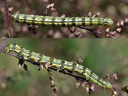 Attēlu rezultāti vaicājumam “Protoschinia scutosa”