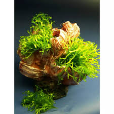 Attēlu rezultāti vaicājumam “Riccia rhenana”