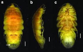 Attēlu rezultāti vaicājumam “Rhopalus maculatus imago”