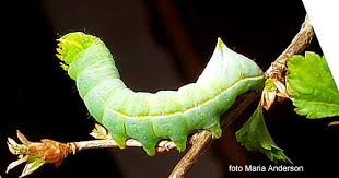 Attēlu rezultāti vaicājumam “Amphipyra pyramidea”