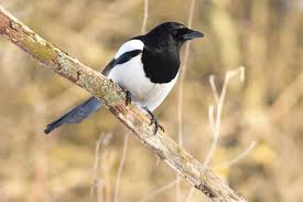 Attēlu rezultāti vaicājumam “Pica pica adult”