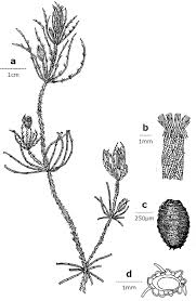 Attēlu rezultāti vaicājumam “Chara intermedia”