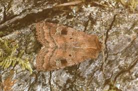 Attēlu rezultāti vaicājumam “Diarsia florida”