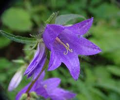 Attēlu rezultāti vaicājumam “Campanula trachelium flower”