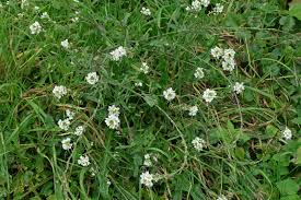 Attēlu rezultāti vaicājumam “Berteroa incana leaf”