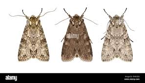 Attēlu rezultāti vaicājumam “Polia nebulosa”