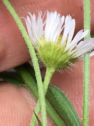 Attēlu rezultāti vaicājumam “Erigeron annuus leaf”