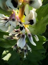 Attēlu rezultāti vaicājumam “Vicia faba flower”