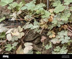 Attēlu rezultāti vaicājumam “Trifolium repens leaf”
