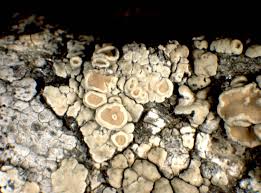 Attēlu rezultāti vaicājumam “Lecanora muralis”