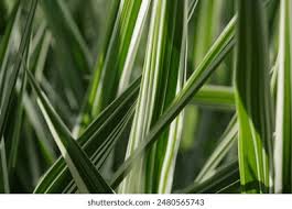 Attēlu rezultāti vaicājumam “Glyceria maxima leaf”