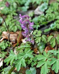 Attēlu rezultāti vaicājumam “Corydalis cava fruit”
