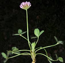 Attēlu rezultāti vaicājumam “Trifolium fragiferum”