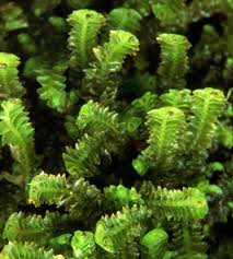 Attēlu rezultāti vaicājumam “Tritomaria exsectiformis”