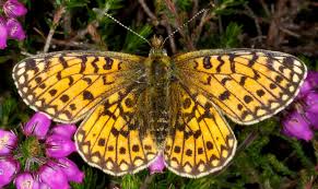 Attēlu rezultāti vaicājumam “Clossiana selene underside”