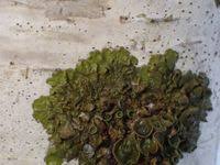 Attēlu rezultāti vaicājumam “Melanohalea olivacea”