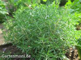 Image result for Bohnenkraut