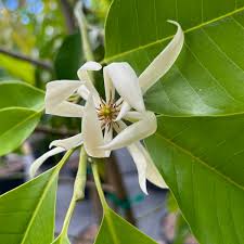 Image result for alba