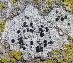 Attēlu rezultāti vaicājumam “Lecidella elaeochroma”