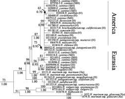Attēlu rezultāti vaicājumam “Elymus caninus fruit”