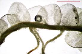 Attēlu rezultāti vaicājumam “Odontoschisma sphagni”