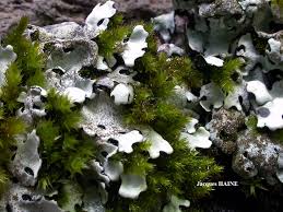 Attēlu rezultāti vaicājumam “Parmelina tiliacea”