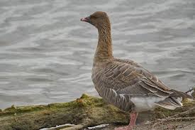 Attēlu rezultāti vaicājumam “Anser brachyrhynchus adult”