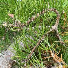 Attēlu rezultāti vaicājumam “Pinus banksiana”