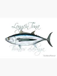 Image result for Thunnus alalunga