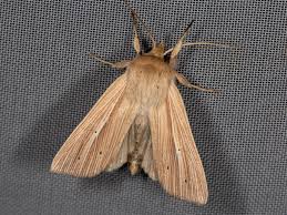 Attēlu rezultāti vaicājumam “Mythimna impura”