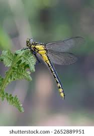 Attēlu rezultāti vaicājumam “Gomphus vulgatissimus”