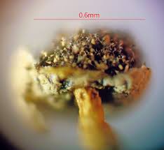 Attēlu rezultāti vaicājumam “Physarum bryomacrocarpum spores”