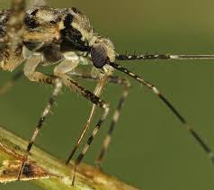 Attēlu rezultāti vaicājumam “Phytocoris tiliae”