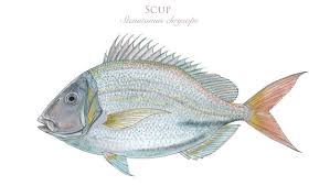 Image result for Stenotomus chrysops