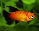 Shop on to buy Aquarium Platy Fish for Sale at AquariumFish.