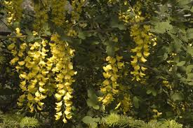 Attēlu rezultāti vaicājumam “Laburnum alpinum flower”