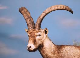 Attēlu rezultāti vaicājumam “Capra juvenile”