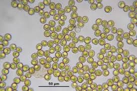 Attēlu rezultāti vaicājumam “Polytrichum piliferum”