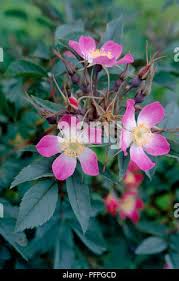 Attēlu rezultāti vaicājumam “Rosa glauca flower”