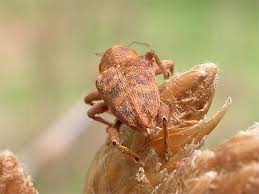 Attēlu rezultāti vaicājumam “Curculio venosus”