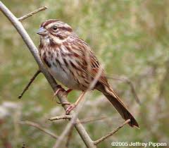 Image result for Melospiza melodia