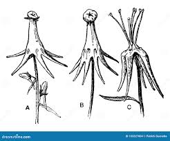 Attēlu rezultāti vaicājumam “Linaria vulgaris bud”