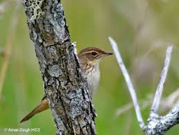 Image result for Locustella lanceolata